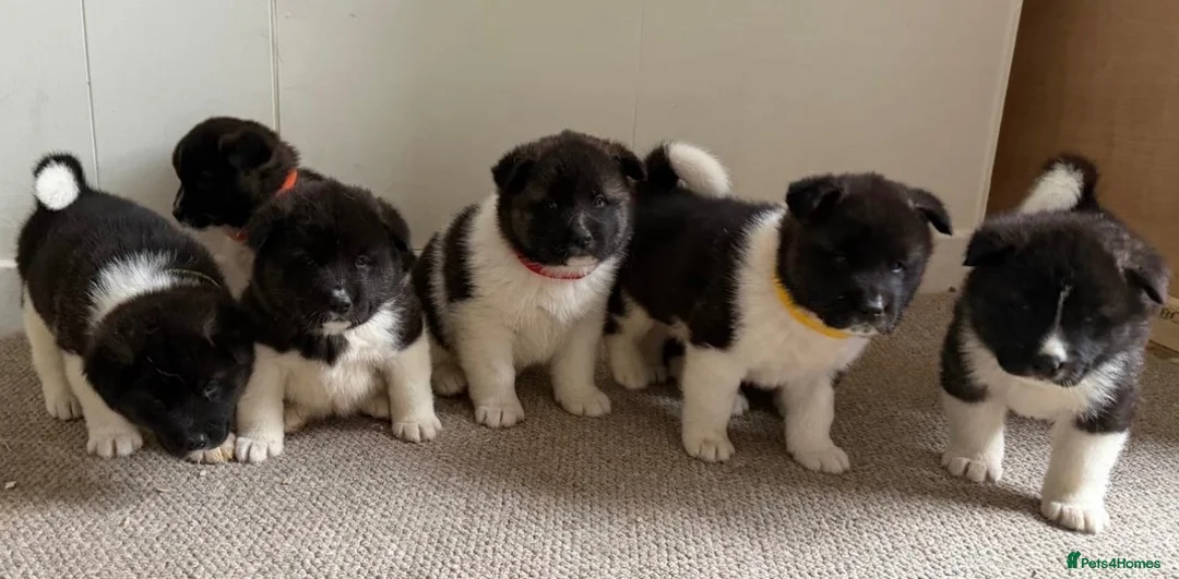 Akita dogs for sale: Chunky Akita puppies in Liverpool - Advert 20