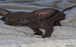 Sphynx cats for sale: Beautiful Canadian Sphynx kittens purebreed  - Image 30