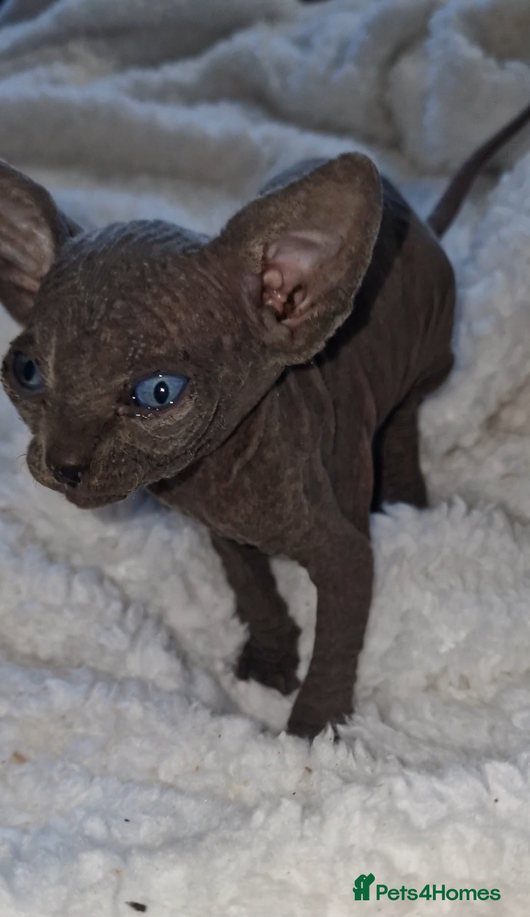 Sphynx cats for sale: Beautiful Canadian Sphynx kittens purebreed  - Image 30