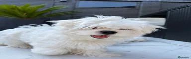 Maltese 1