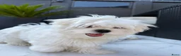 Maltese dogs for sale: Pure Korean Meltese puppies for sale - Advert 5