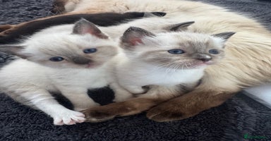 Ragdoll cats - Advert 3