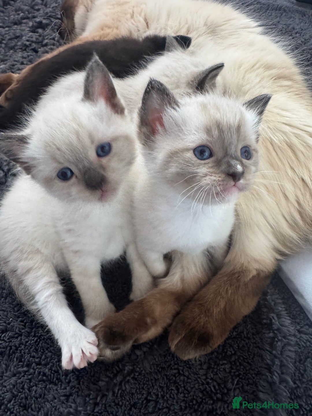 Ragdoll cats for sale: Beautiful Ragdoll kittens open to reasonable offer - Image 2