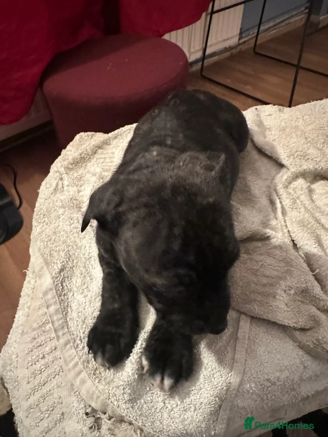 Mixed Breed dogs for sale: Beautiful staffy puppies looking for forever home  - Advert 6