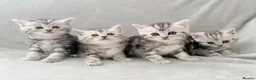 Persian cats for sale: Gorgeous chinchilla persian x Maine coon kittens  - Advert 9
