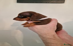 Dachshund dogs for sale: Miniature Smooth Haired Dachshund Puppies - Image 10