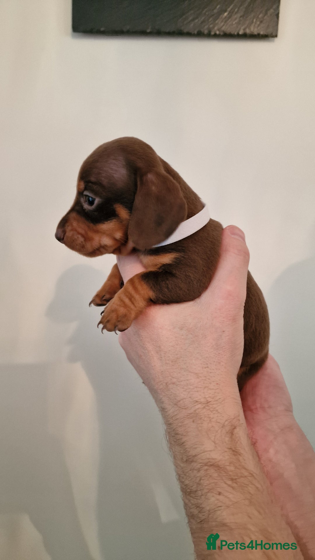 Dachshund dogs for sale: Miniature Smooth Haired Dachshund Puppies - Image 10