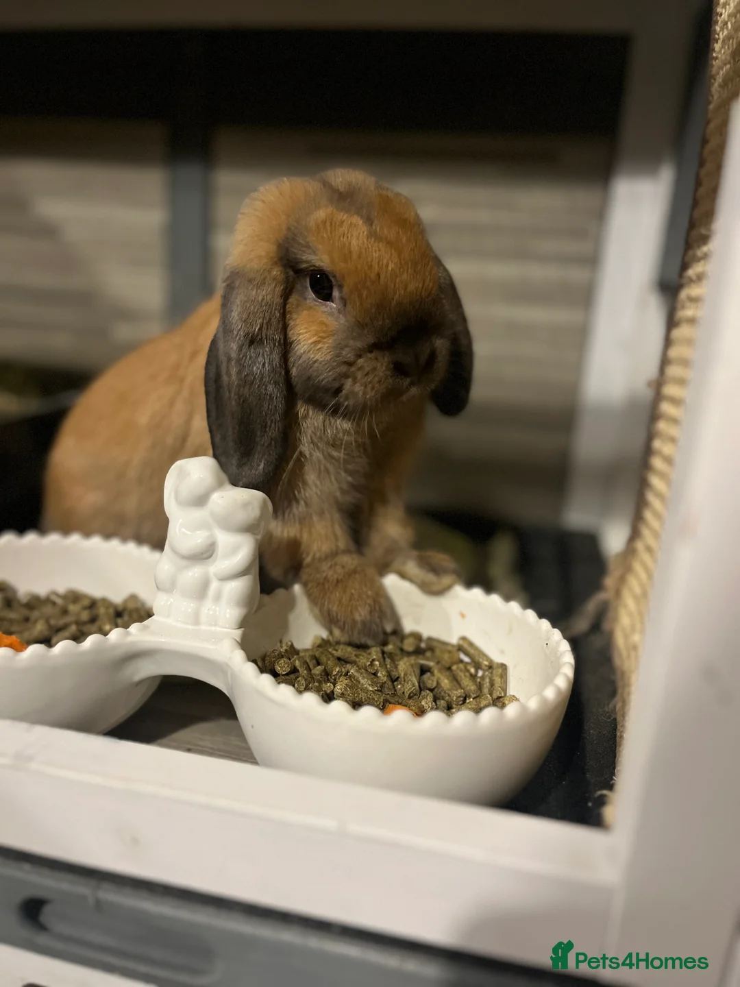 Mini Lop rabbits for sale: 🐰pure bred Miniature Lop 🐰 - Advert 3