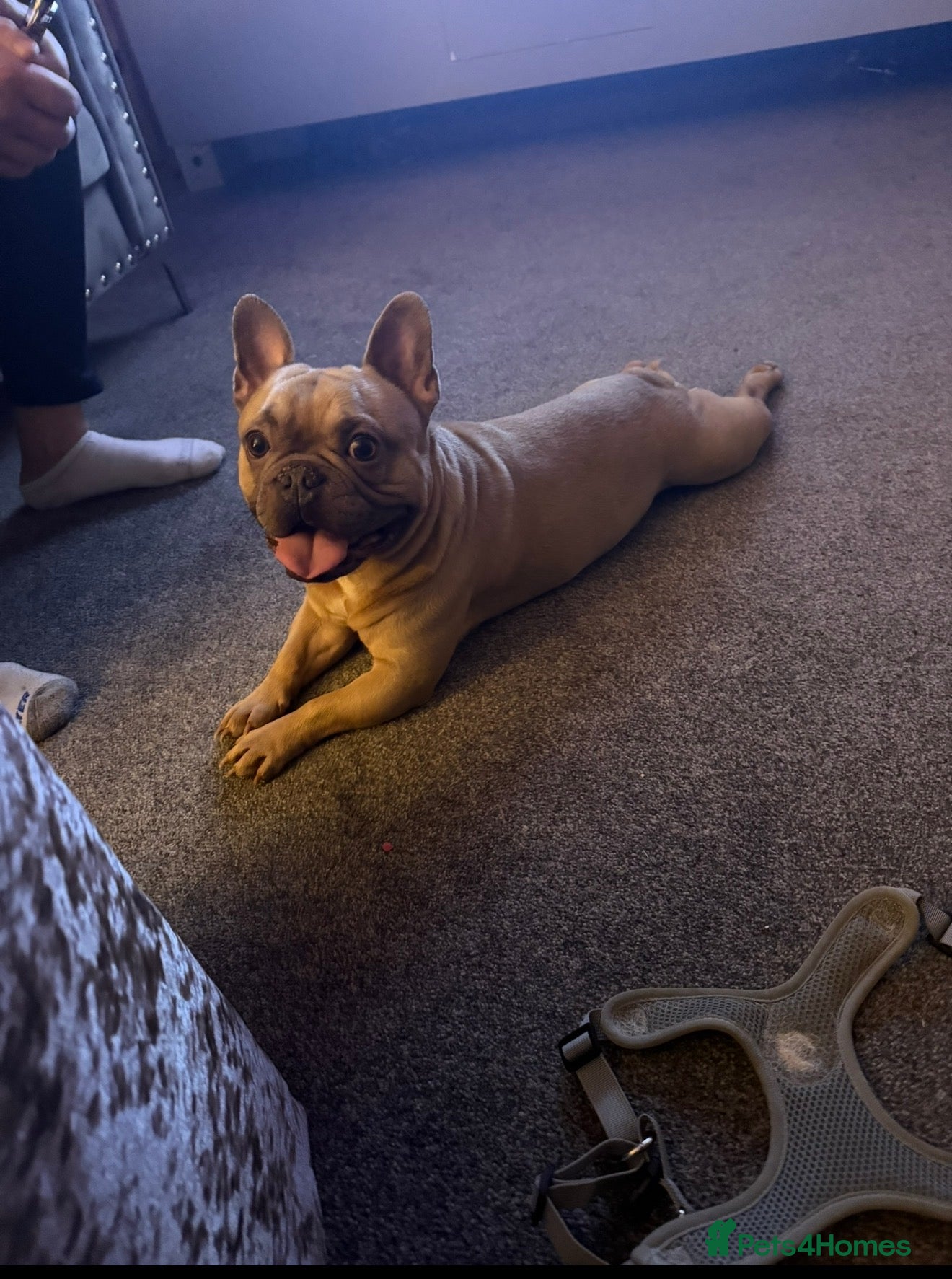 French Bulldog dogs 3 year old male French bulldog.  - Advert 14