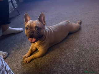 French Bulldog dogs 3 year old male French bulldog. - Advert 4