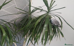 Budgerigars birds for sale: Birds  - Image 10