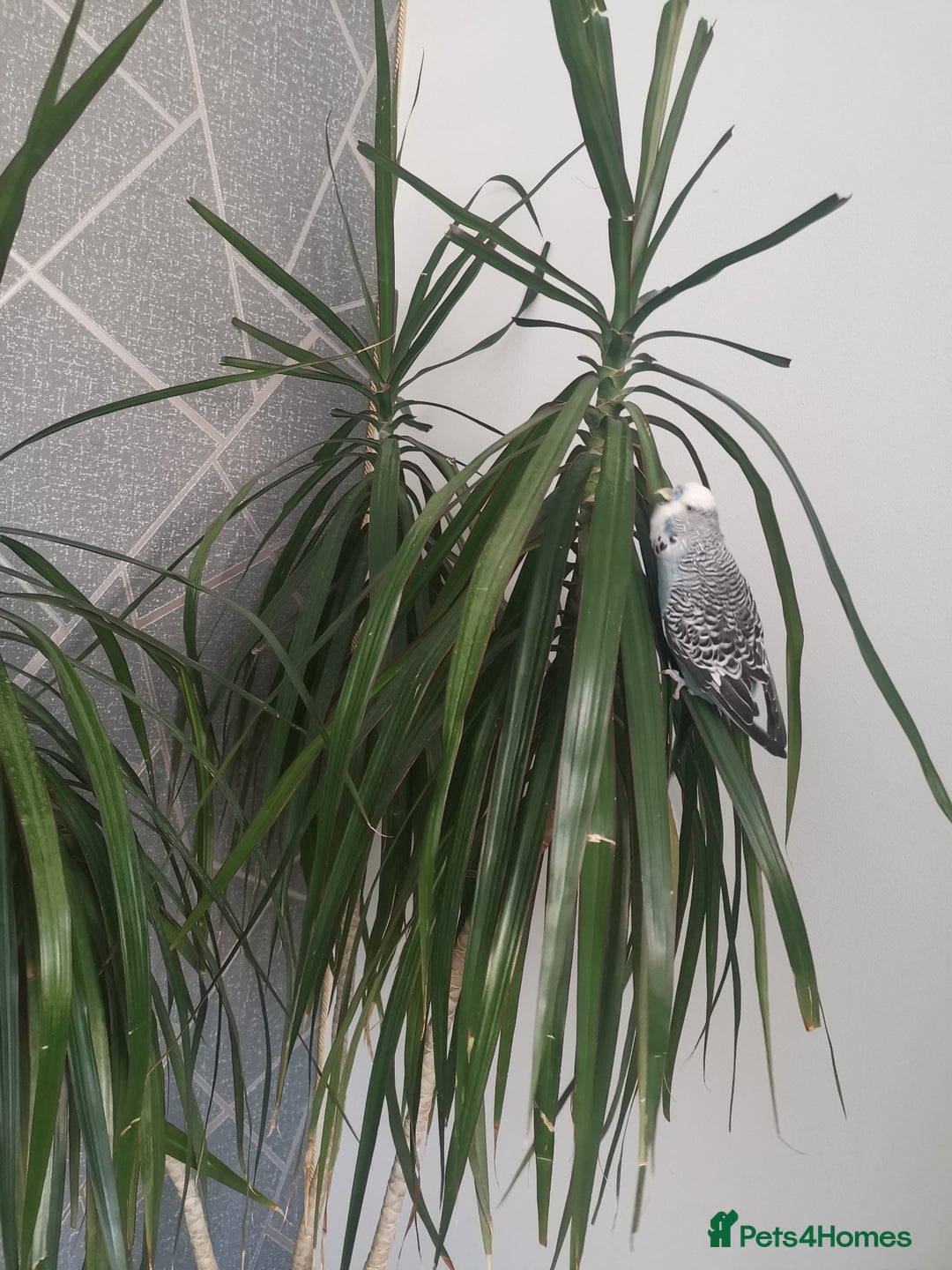 Budgerigars birds for sale: Birds  - Image 10