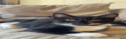 Mixed Breed cats for sale: Gorgeous kittens looking for new home  - Advert 2