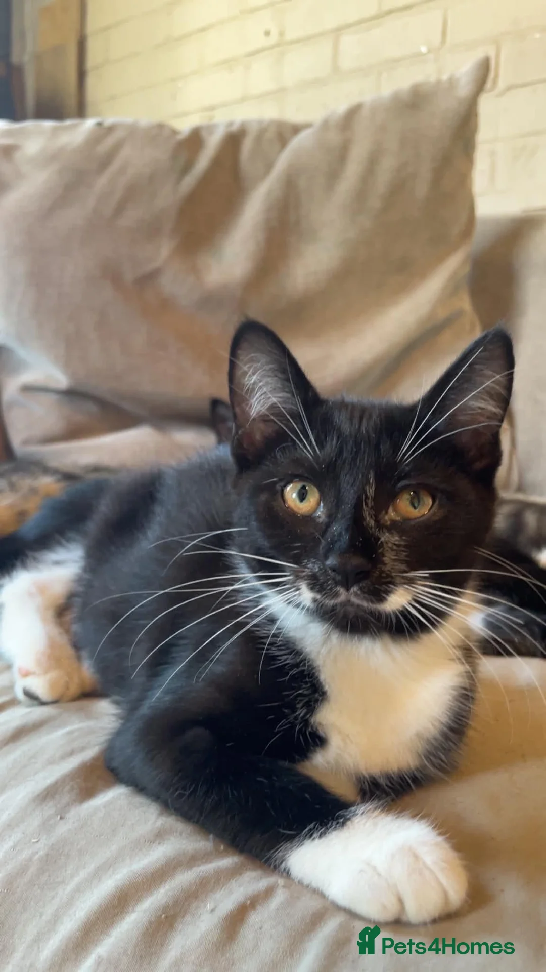 Mixed Breed cats for sale: Gorgeous kittens looking for new home  - Advert 2