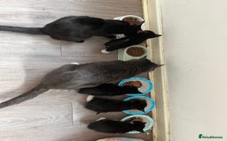Mixed Breed cats for sale: Two handsome males looking for loving homes - Image 3