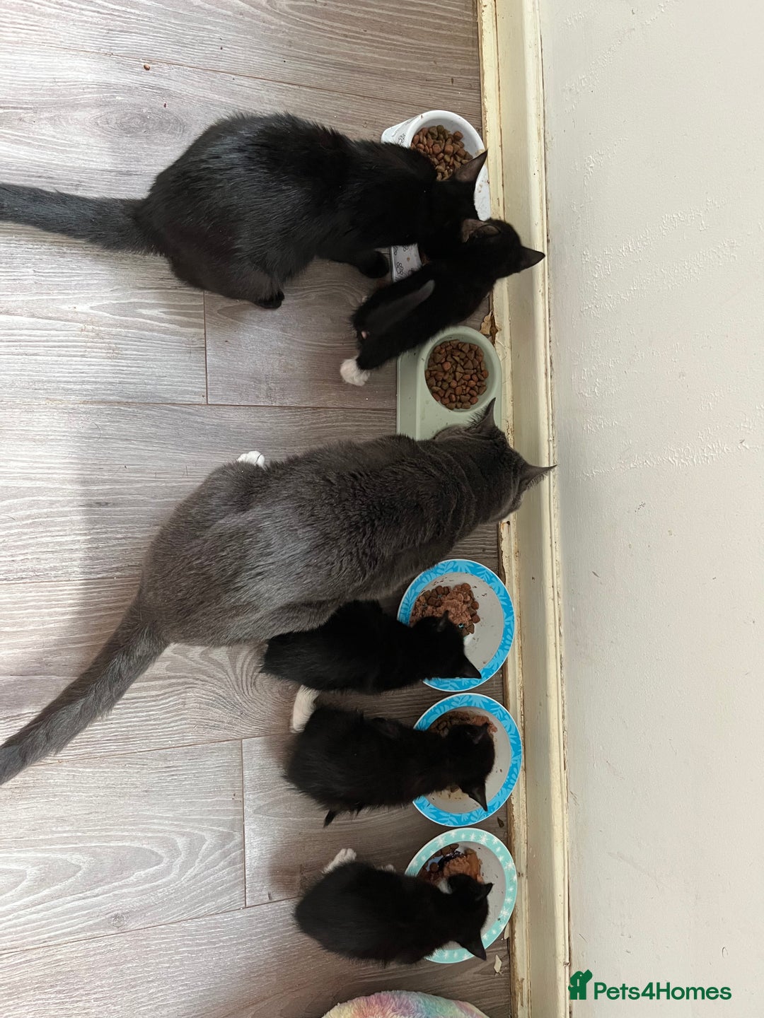 Mixed Breed cats for sale: Two handsome males looking for loving homes - Image 3