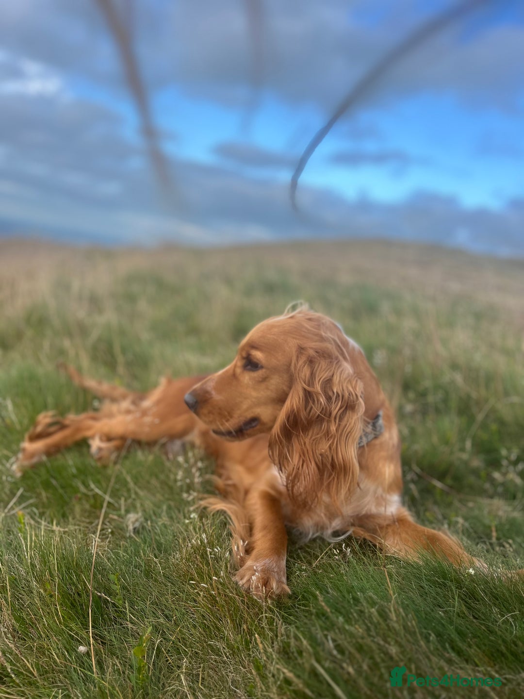 Cocker Spaniel dogs for sale: Beautiful Show Cocker Bitch - Advert 2