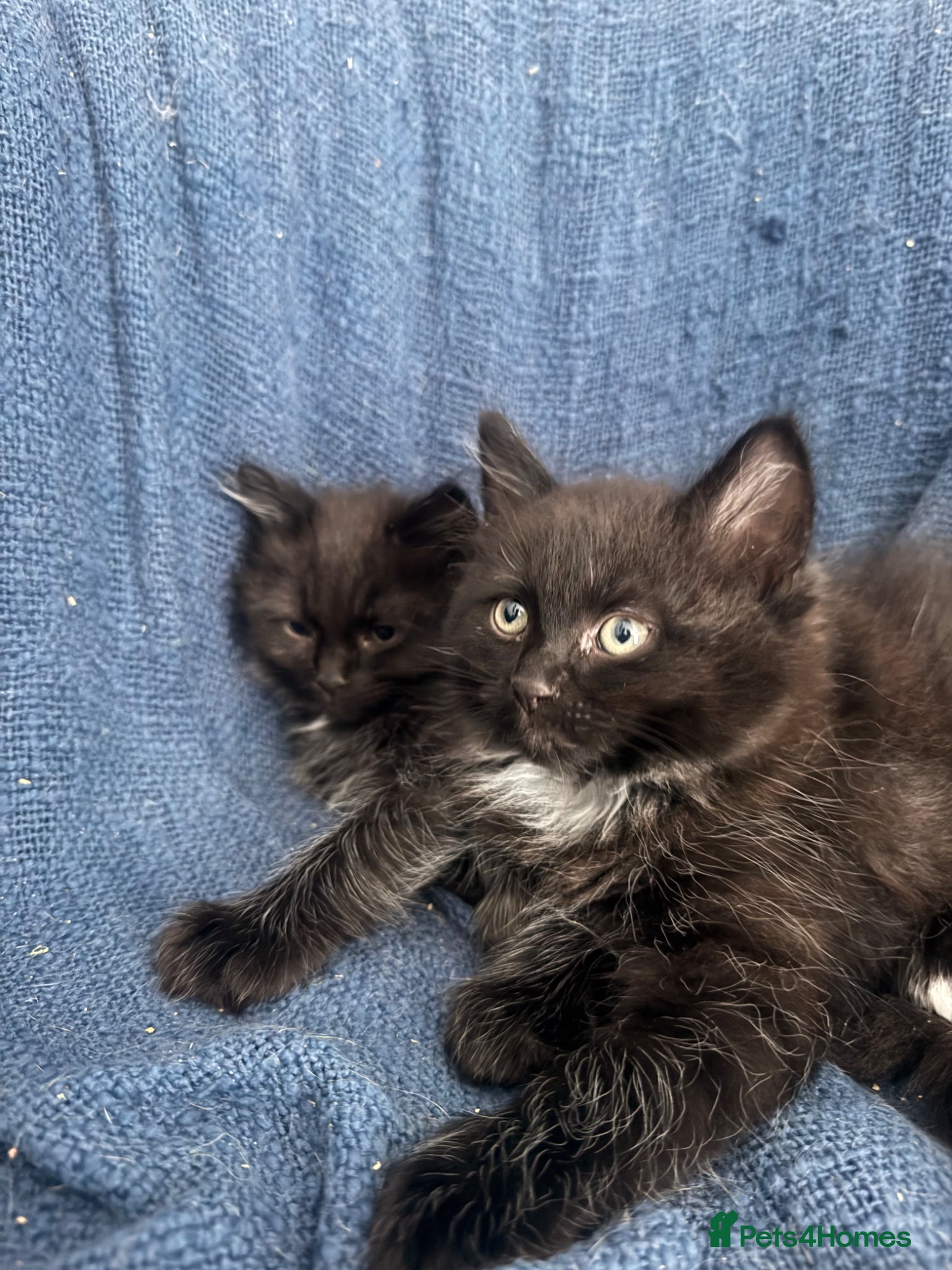 Ragdoll cats for sale: Stunning 1/2 ragdoll babies.  - Advert 4