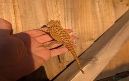 Bearded Dragon reptiles for sale: Baby bearded dragons  - Image 11