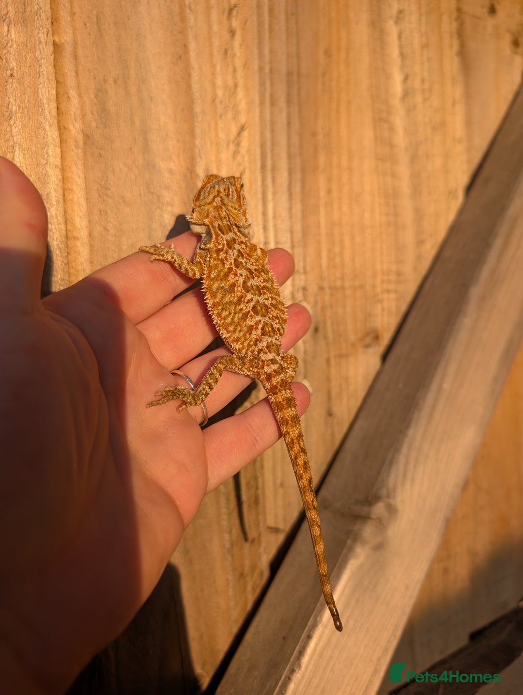 Bearded Dragon reptiles for sale: Baby bearded dragons  - Image 11