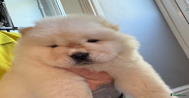 Chow Chow dogs - Advert 5