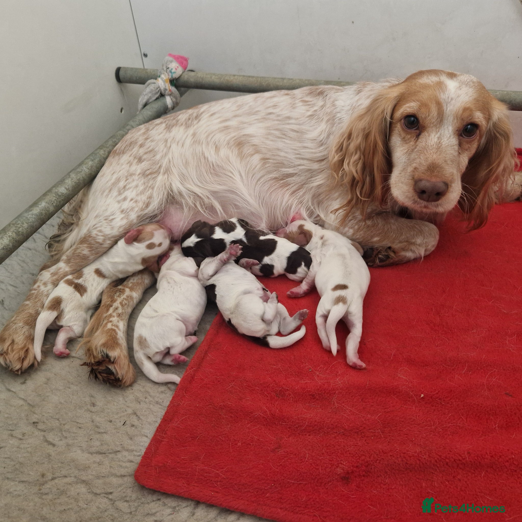 Cocker Spaniel dogs Kc registered working cockers  - Advert 1