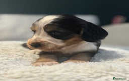 Cocker Spaniel dogs for sale: 6 Cocker Spaniel puppies for sale - Advert 29