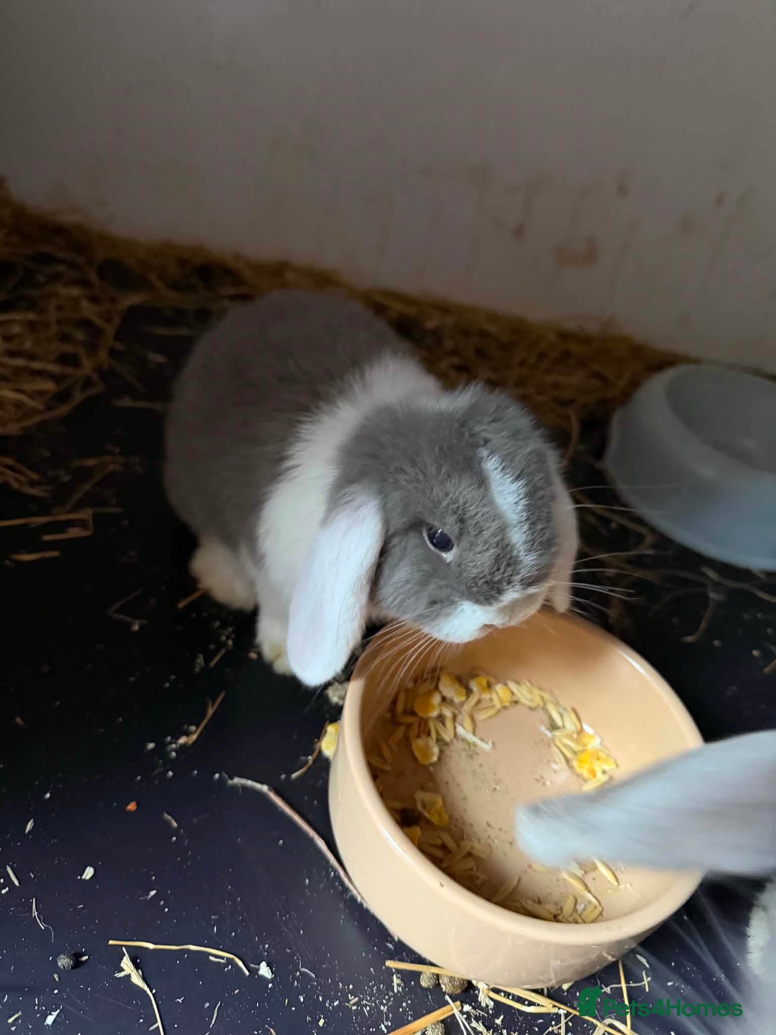 Mini Lop rabbits Mini lops - Advert 1