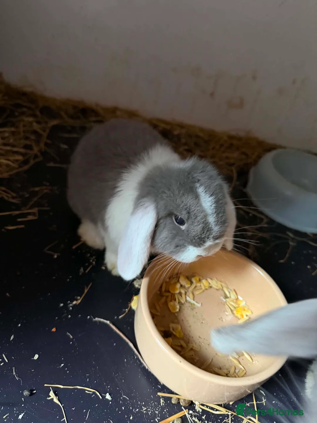 Mini Lop rabbits for sale: Mini lops - Advert 1