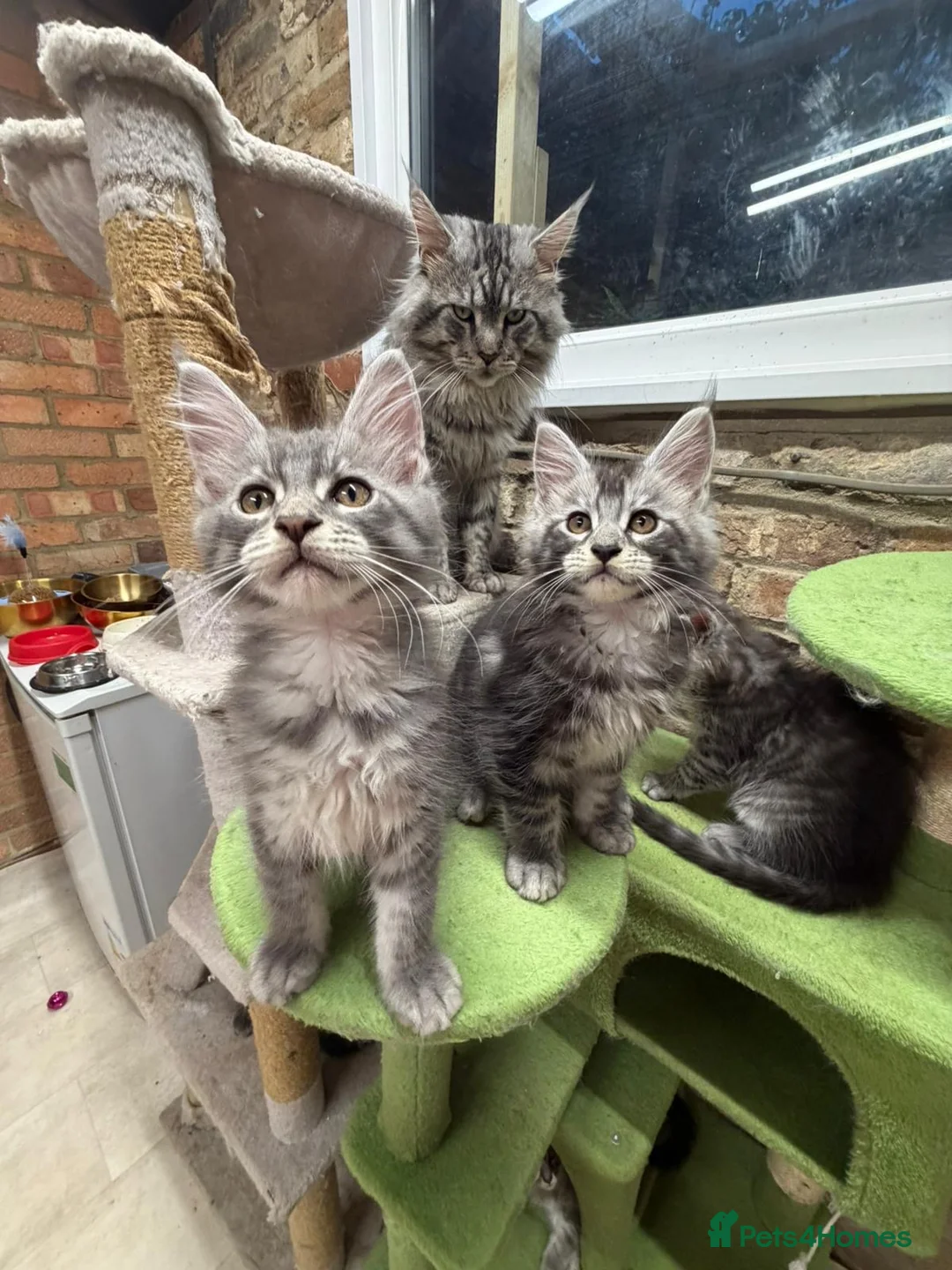 Maine Coon cats for sale: Gorgeous MaineCoon Kittens - Advert 2