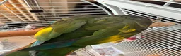 Parrots birds for sale: Hand Tammed White Capped Pionus Nith Lutino Genes in Barking - Advert 13