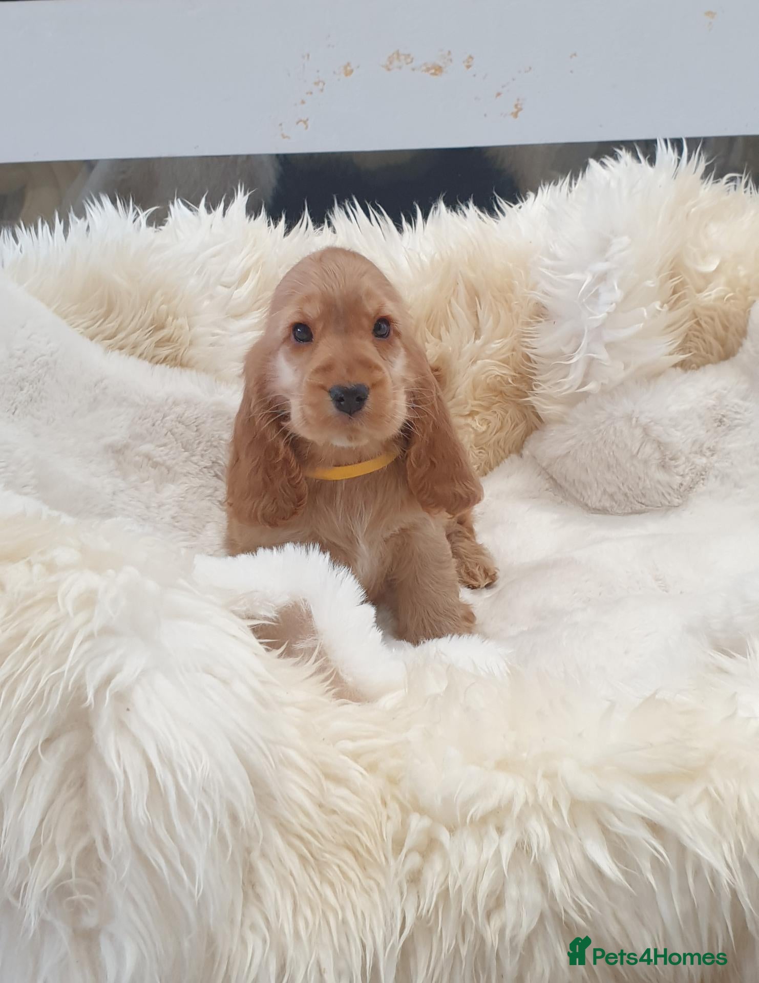 Cocker Spaniel dogs Show line K.C Cocker Spaniel Puppies  - Advert 1