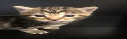 Mixed Breed cats for sale: 4 kittens  - Advert 10