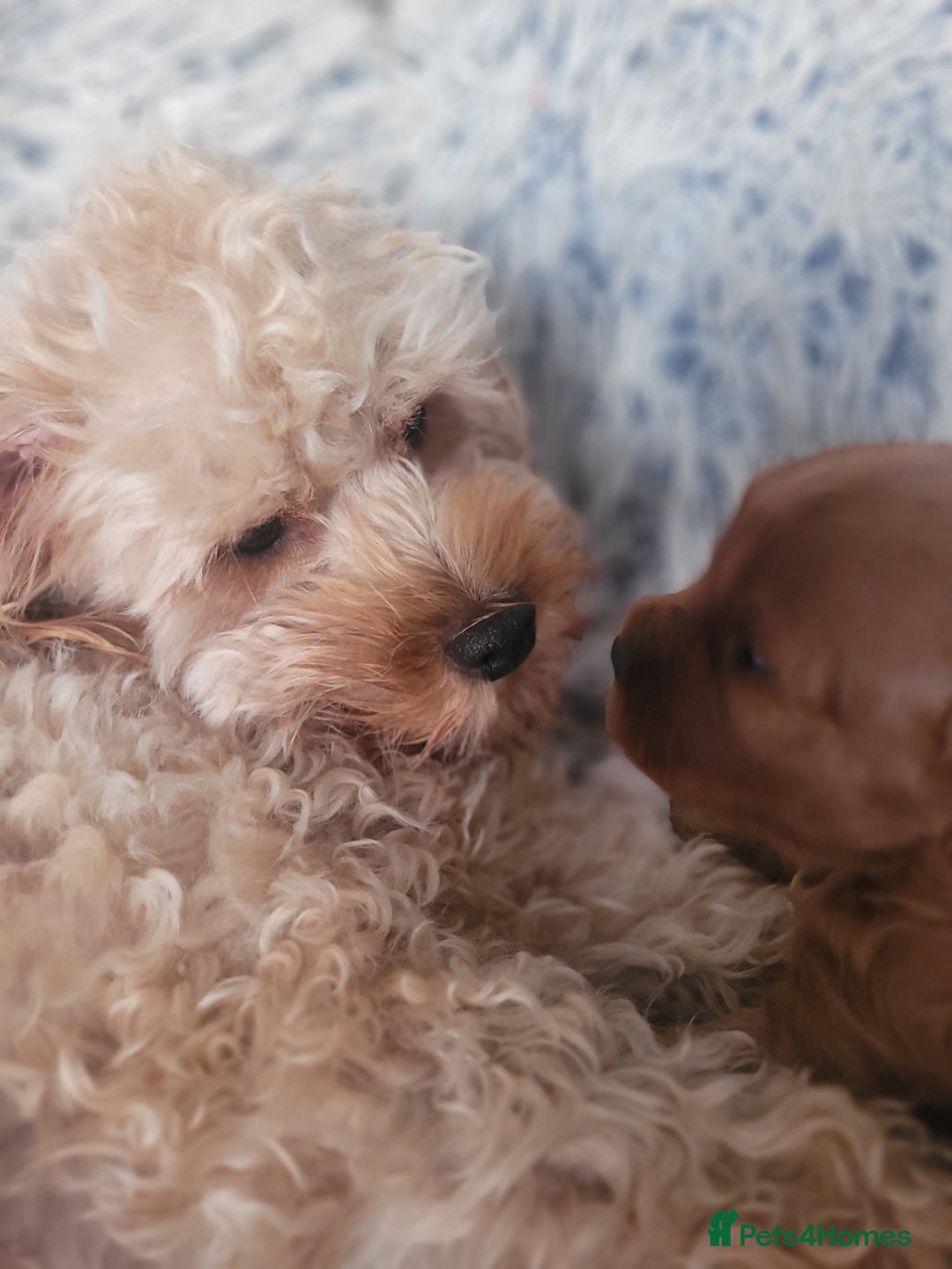 Cavapoo dogs for sale: Adorable mini Cavapoo puppies F1bb - Advert 19