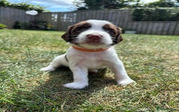 English Springer Spaniel dogs for sale: Gorgeous KC Registered Springer Spaniel Puppies in Thirsk - Image 13
