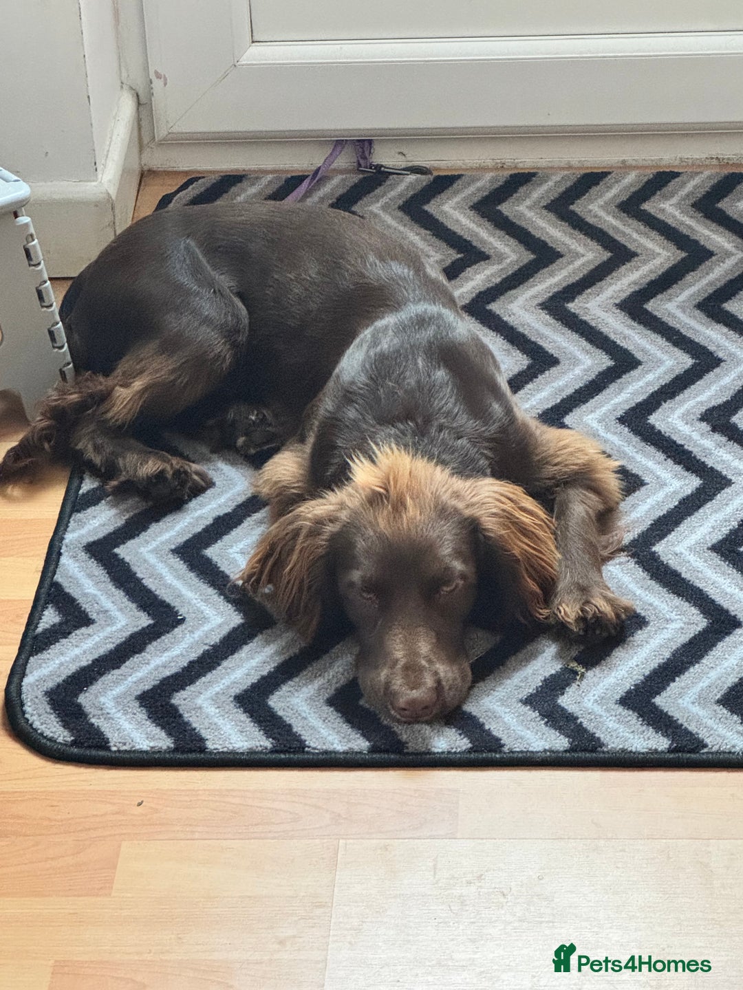 Cocker Spaniel dogs for sale: Chocolate Cocker  - Advert 8