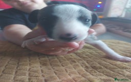 Whippet dogs for sale: Whippet Puppies - Image 20