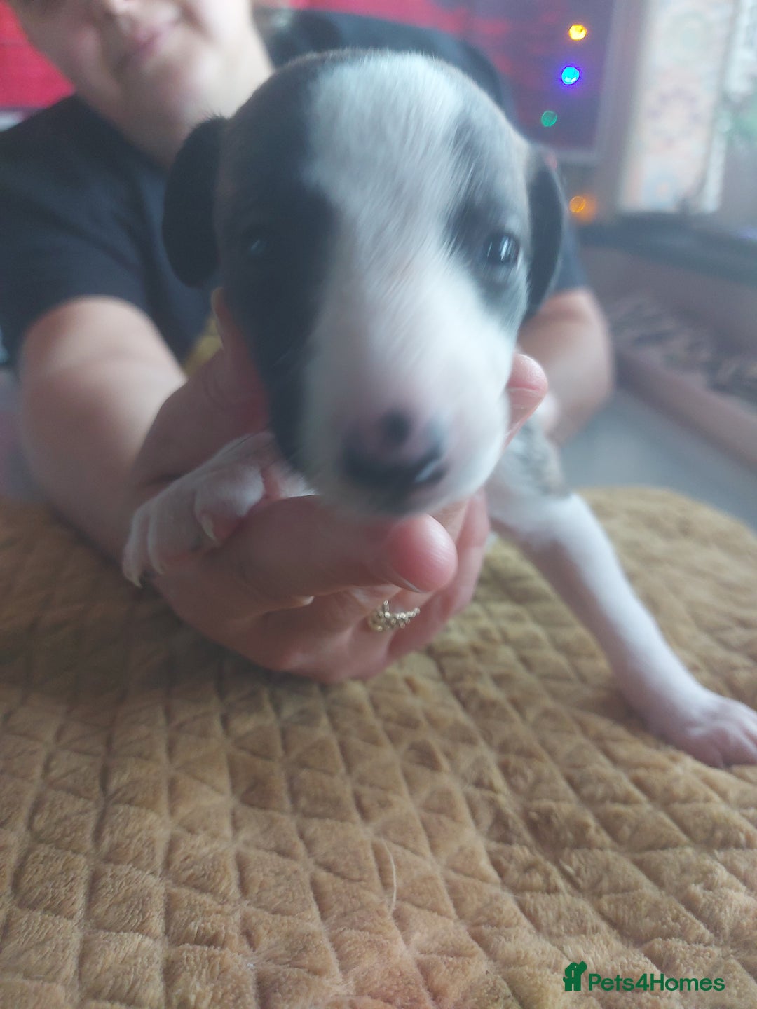 Whippet dogs for sale: Whippet Puppies - Image 20