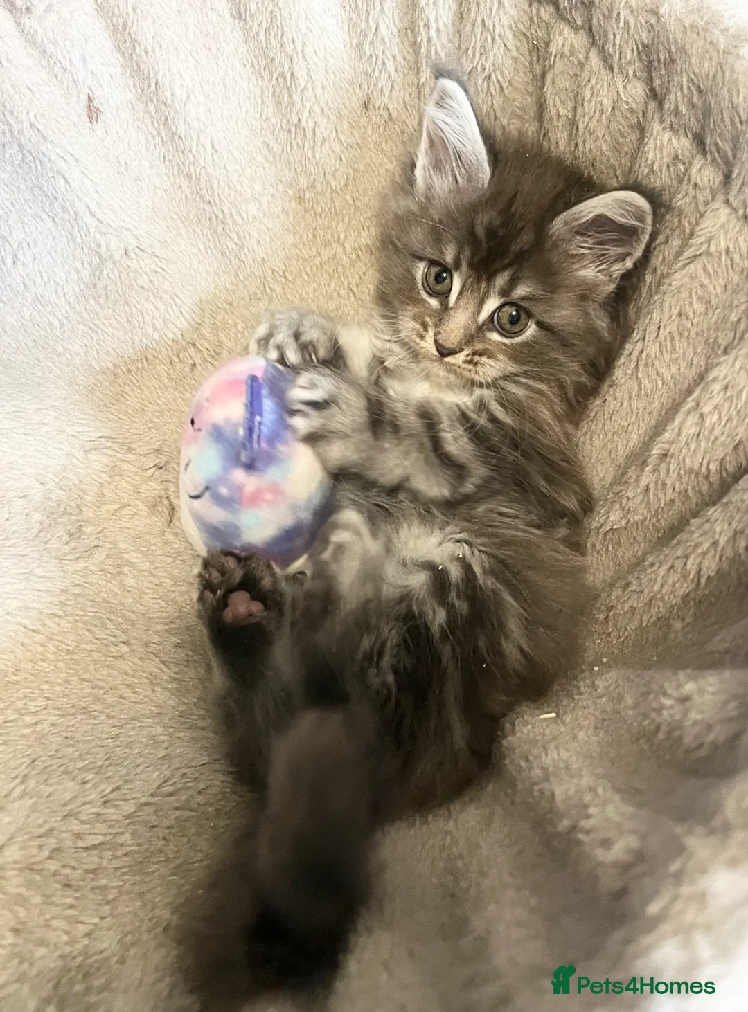 Maine Coon cats for sale: XXL Maine coon kittens  - Advert 16