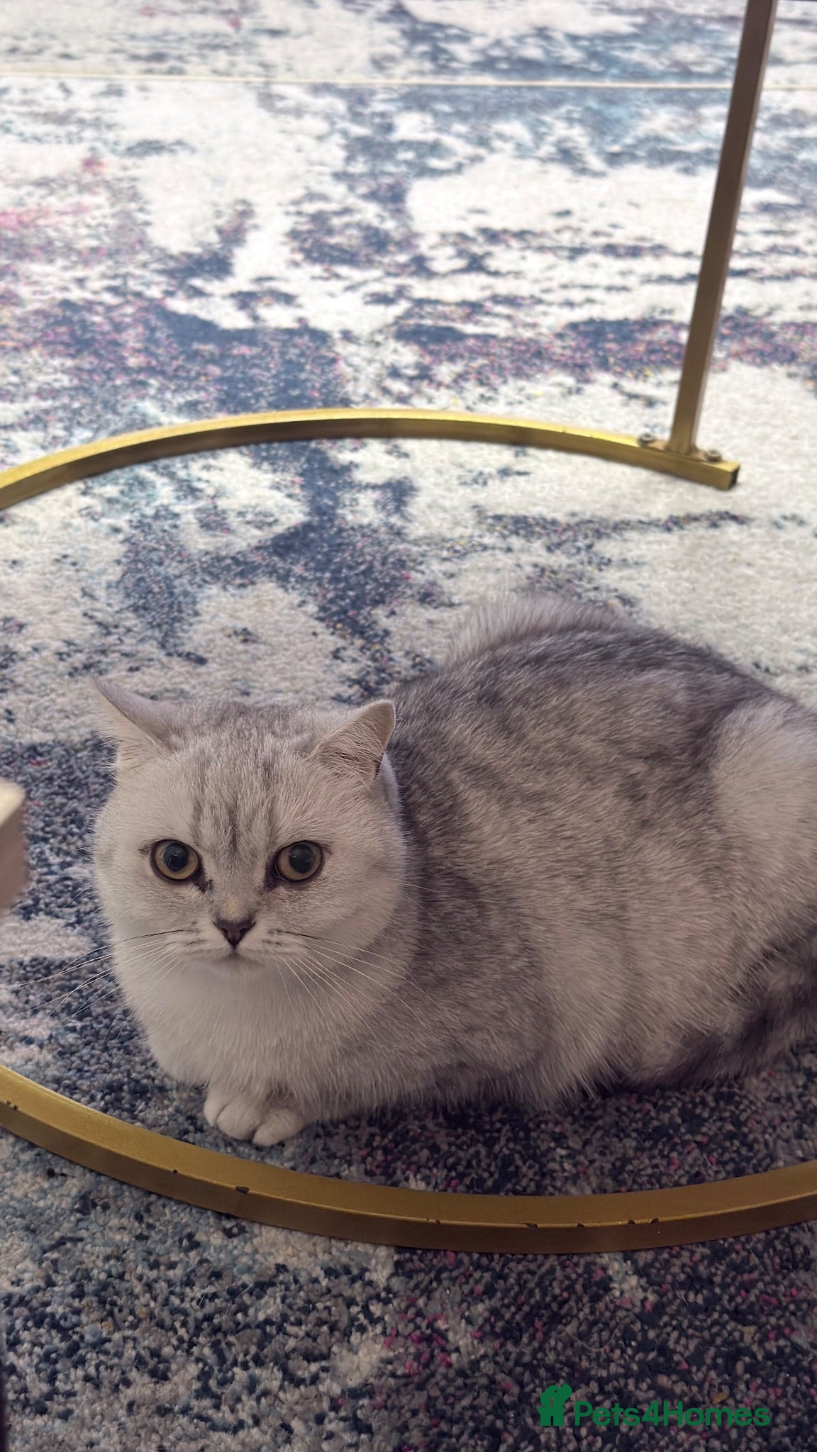 British Shorthair cats Stunning Golden Shaded British Shorthair  - Advert 1