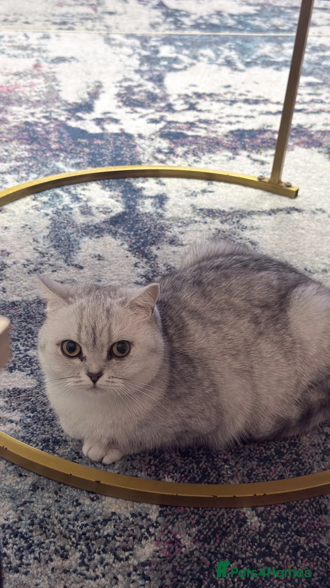 British Shorthair cats for sale: Stunning Golden Shaded British Shorthair  - Advert 1