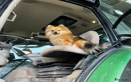 Pomeranian dogs for sale: Pomeranian puppies  - Image 2