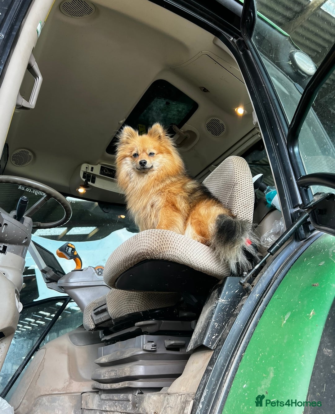 Pomeranian dogs for sale: Pomeranian puppies  - Image 2