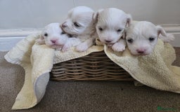 Bichon Frise dogs for sale: Beautiful bichon frise puppies - Image 1