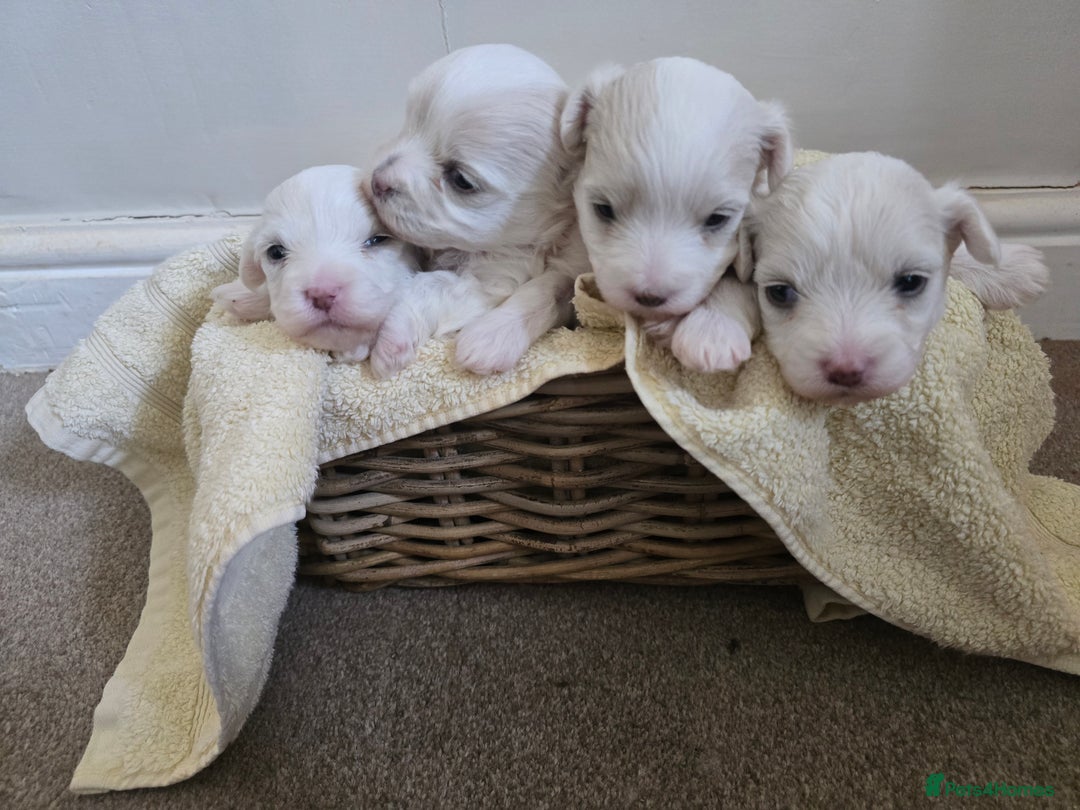 Bichon Frise dogs for sale: Beautiful bichon frise puppies - Image 1