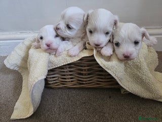 Bichon Frise dogs - Advert 3