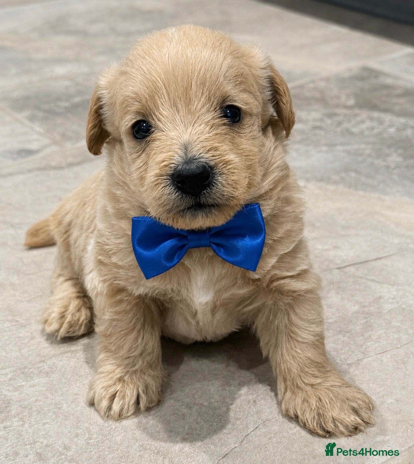 Westiepoo dogs Stunning Westiepoo’s From Health Tested Parents 🧬 - Advert 1