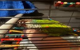 Conures birds for sale: RARE white-eared conure and cage - Image 1