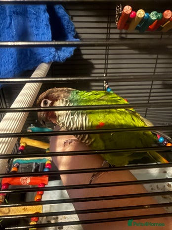 Conures birds - Advert 2