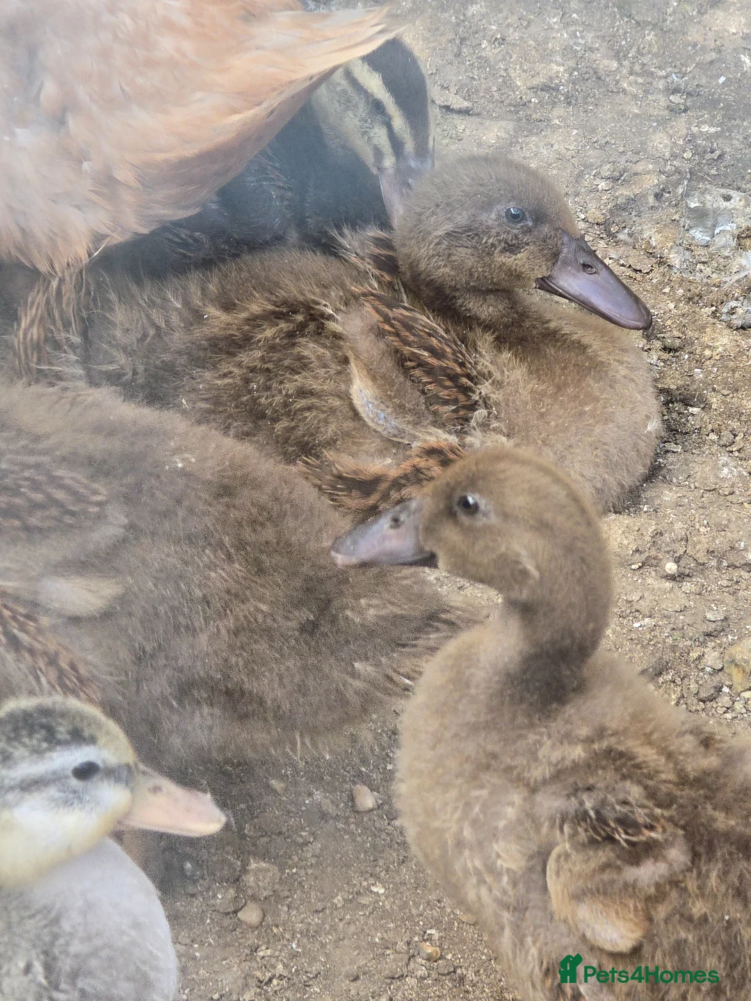 Ducks poultry for sale: Khaki Campbell ducklings  - Advert 1